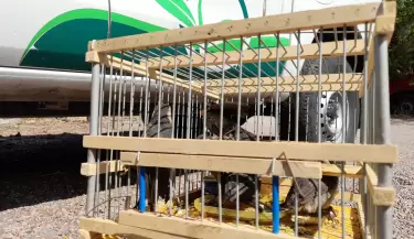 trafico ilegal de aves