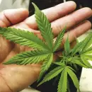Las Heras reglament� el cultivo de cannabis con fines medicinales, cient�ficos e industriales