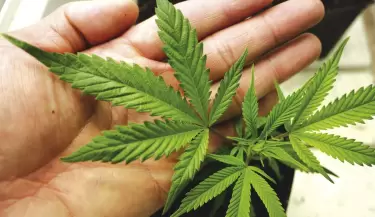 cannabis