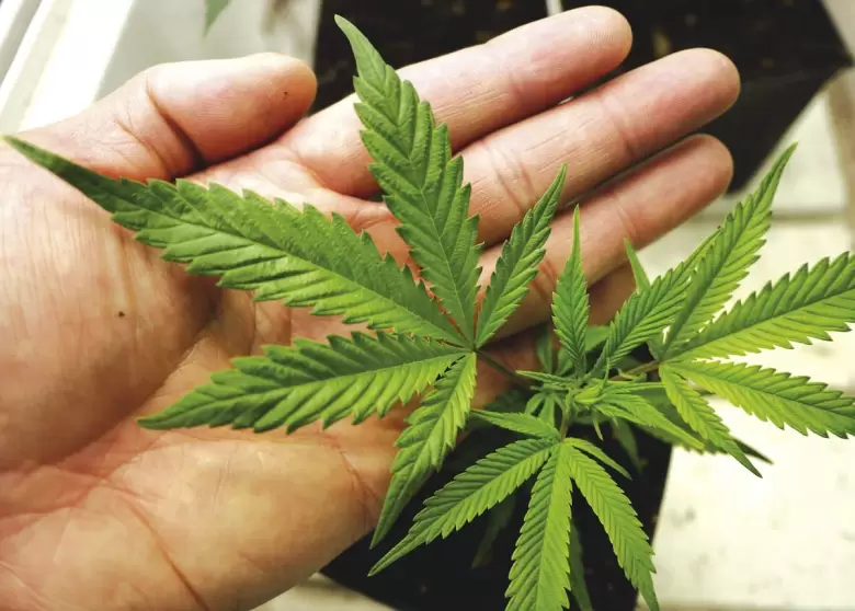 cannabis