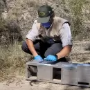 Reinsertaron en su h�bitat natural a m�s de 70 aves que fueron rescatadas del tr�fico ilegal