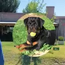 Crueldad: Mat� de un disparo en la cabeza al rottweiler de su vecino que jugaba en su patio