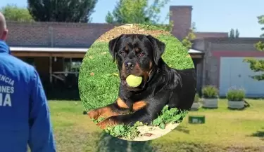 Asesinato rottweiler
