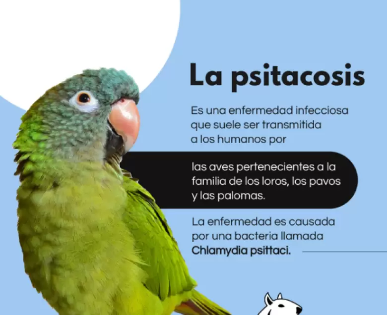 Mendoza en alerta por psitacosis