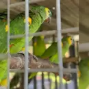 Mendoza en alerta por Psitacosis: Casos confirmados y medidas claves para prevenir su contagio