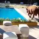 (Videos) En plena ola de calor, un toro termin� dentro de la pileta de un complejo tur�stico