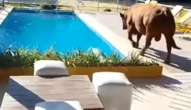 toro pileta