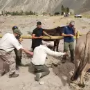 M�s de setenta mulas confiscadas y dos detenidos por maltrato animal en el Parque Aconcagua