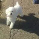 En Las Heras, un hombre ahorc� a su caniche porque "estaba harto de las garrapatas"