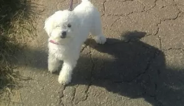 Maltrato animal