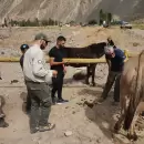 (En fotos) Parque Aconcagua: Confiscan m�s de 70 mulas y detienen a dos personas por maltrato animal