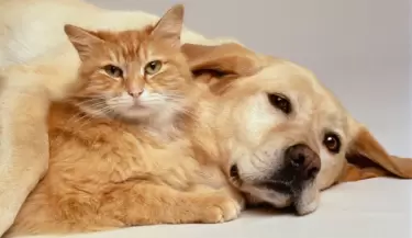 mascotas