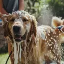 Ola de calor: Cada cu�nto debemos ba�ar a nuestros perros sin afectar su salud