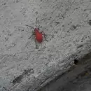 Un invasor rojo y negro preocupa a Mendoza: �qu� es la chinche del arce?