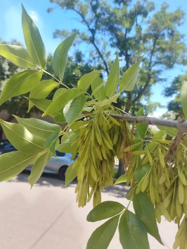 Chinche del Arce - nueva amenaza ambiental en Mendoza