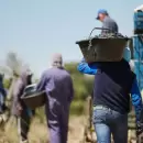 Estafas virtuales a trabajadores de la cosecha