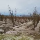 Mendoza declar� estado de emergencia agropecuaria en varias zonas afectadas por las contingencias clim�ticas