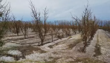 Declaran emergencia agropecuaria en Mendoza