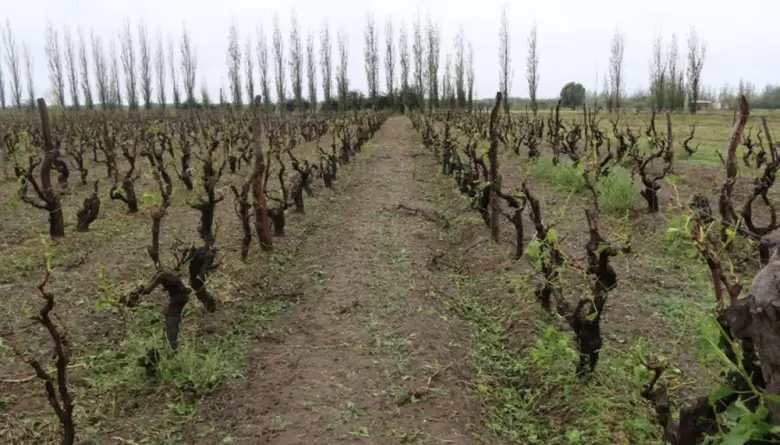 Declaran emergencia agropecuaria en Mendoza