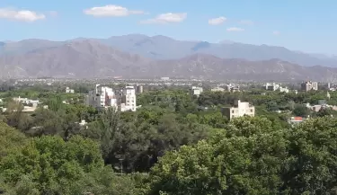El arbolado de Mendoza en peligro