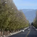 Promulgaron los cambios en la Ley de Arbolado y redefinen el manejo en Mendoza