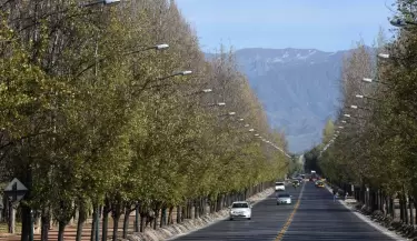 El arbolado de Mendoza en peligro