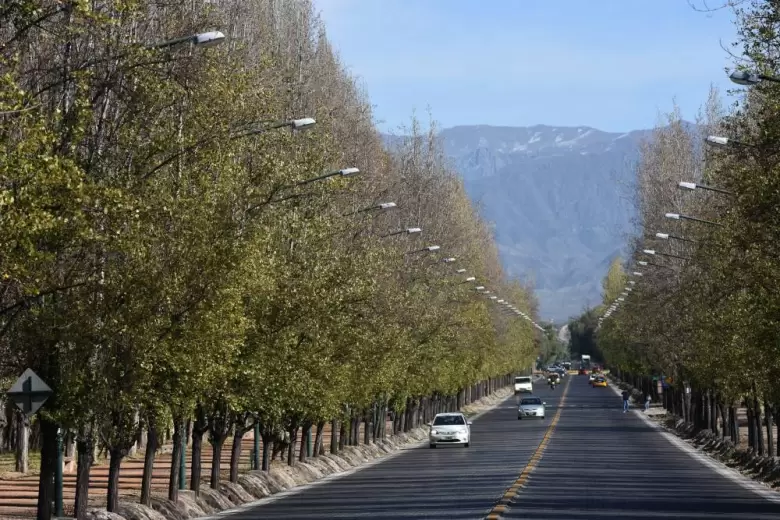El arbolado de Mendoza en peligro