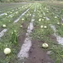 Carmensa y San Pedro del Atuel bajo el hielo: tormenta de granizo causa estragos en cultivos y aves