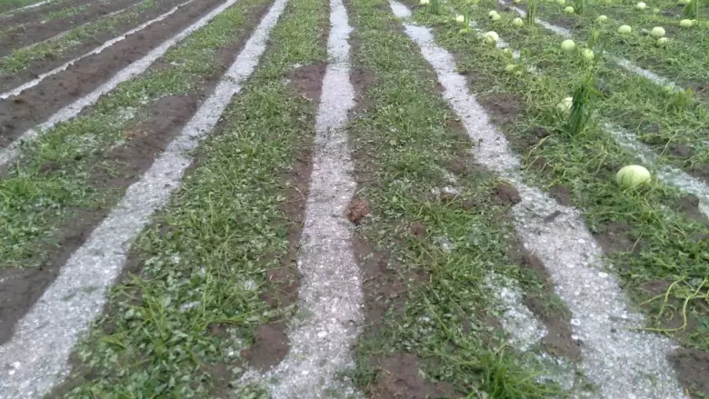 Fuerte tormenta ocasion� severos da�os en General Alvear ( 17-01-25)