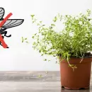 Decile adi�s a las moscas: descubr� estas plantas que te ayudar�n a ahuyentarlas