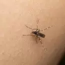 Mendoza refuerza su campa�a de prevenci�n contra el dengue: medidas clave para protegernos
