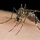Mendoza reporta diez casos sospechosos de dengue en los �ltimos meses