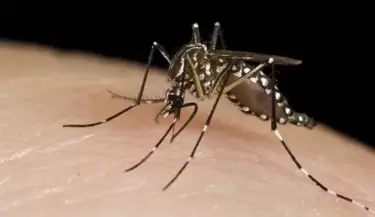 DENGUE