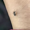 Alerta sanitaria en el verano: Anticipan un aumento de casos de dengue en Argentina