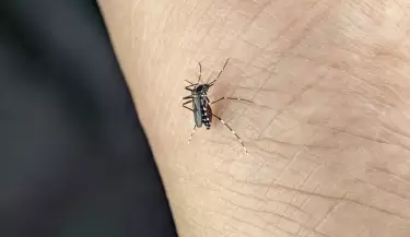 DENGUE