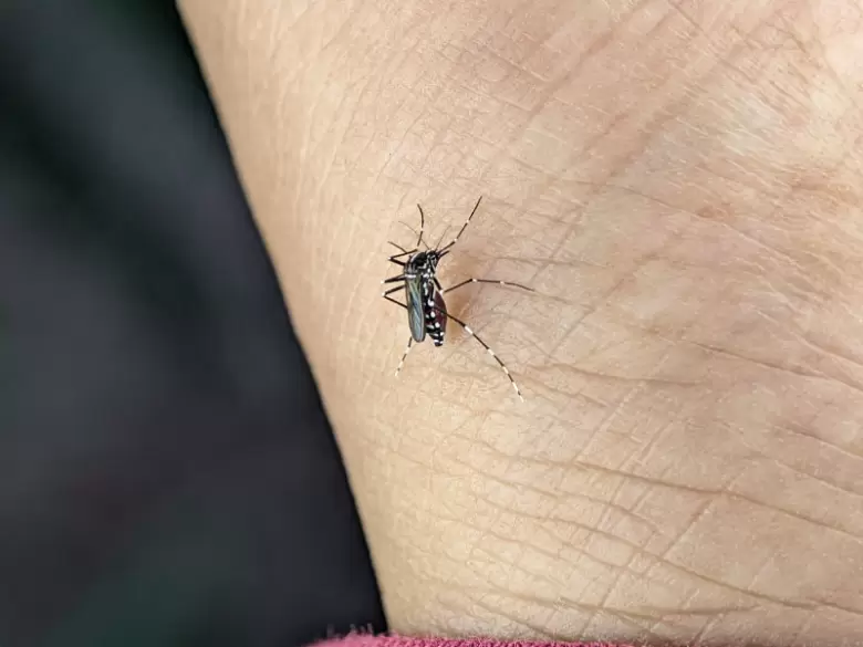 DENGUE