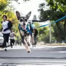 La fiebre del �Perro Invisible�: el reto viral que est� volviendo locos a los paseadores