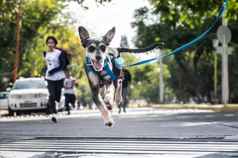 perro veterinario