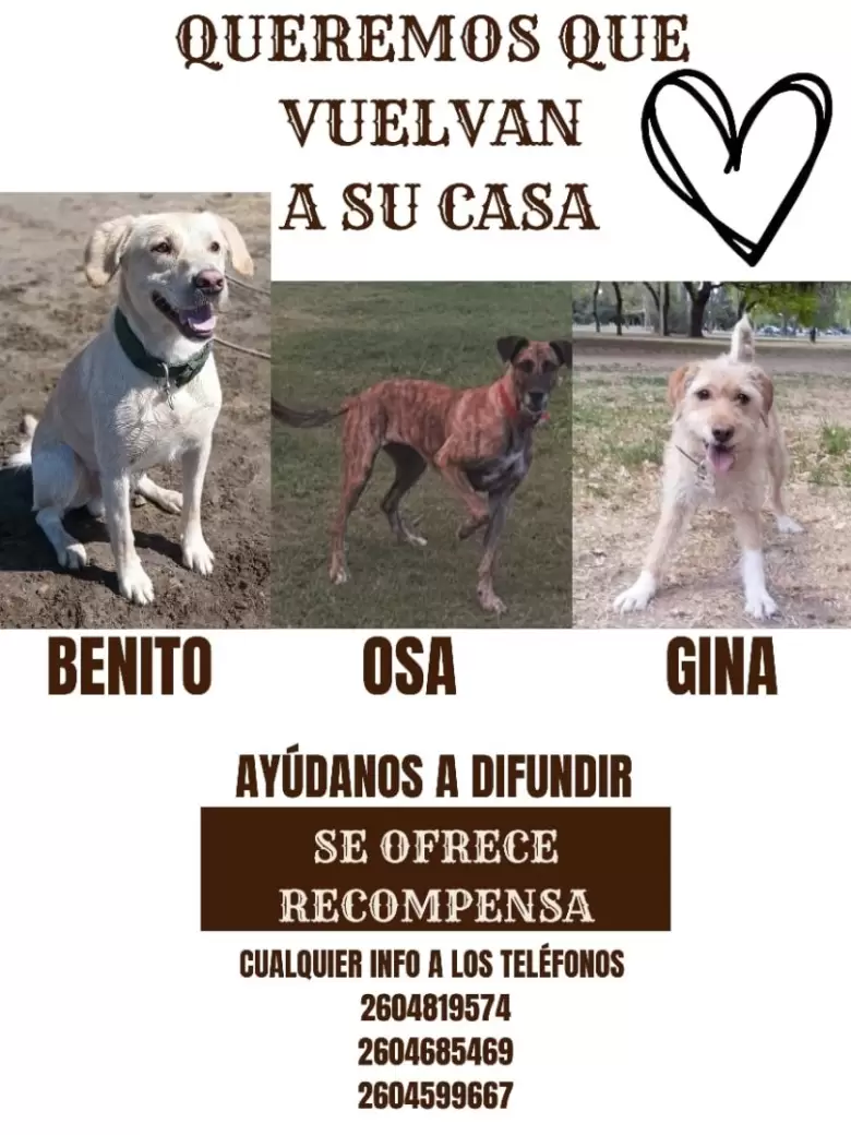 Perro perdidos en el cañón del atuel