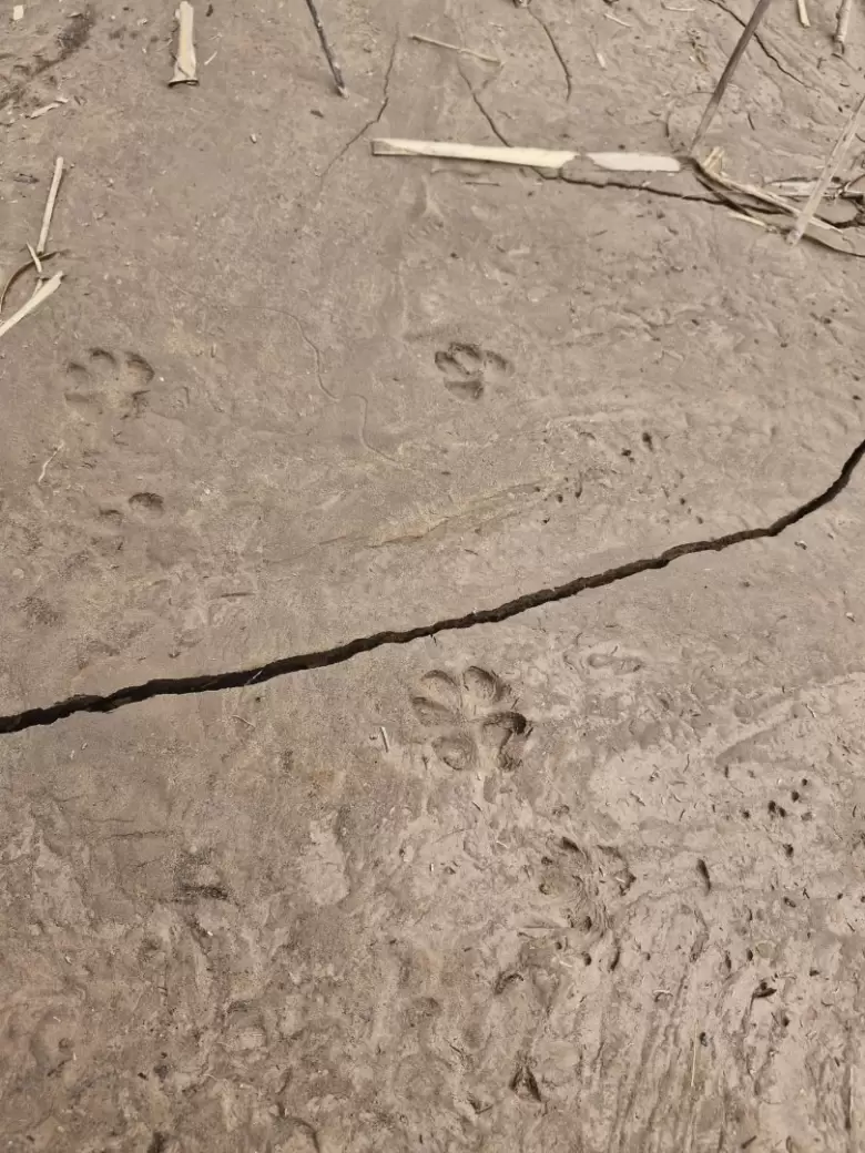 Perritos perdidos