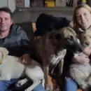 Crecida en el Atuel: Una pareja busca a sus tres perritos que fueron arrastrados por el aluvi�n