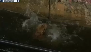 perro fosa