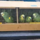 Tr�fico ilegal de fauna silvestre: En Mendoza, m�s de 16.000 animales han sido rescatados