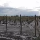 (Video) La furia del granizo destruy� vi�edos en Santa Rosa y sepult� la esperanza de los productores