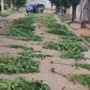 Una denuncia por maltrato animal terminó con el hallazgo de más de 90 plantas de marihuana
