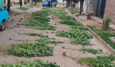 descubrimiento plantacion de marihuana