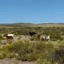 El endeudamiento ganadero creci� un 86% en 2024
