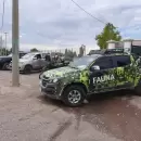 Detuvieron a dos cazadores ilegales de fauna silvestre en San Carlos