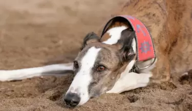 Condenaron a los hermanos que asesinaron a mazazos a su galgo en C�rdoba