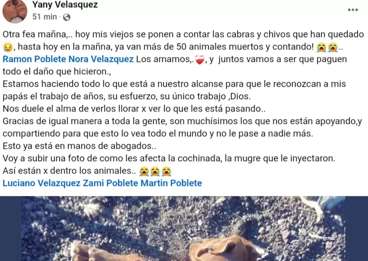 Denuncian a veterinarios en Malarg�e por mala praxis